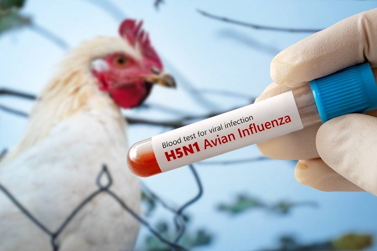 La amenaza de la gripe aviar: ¿puede propagarse por el aire?